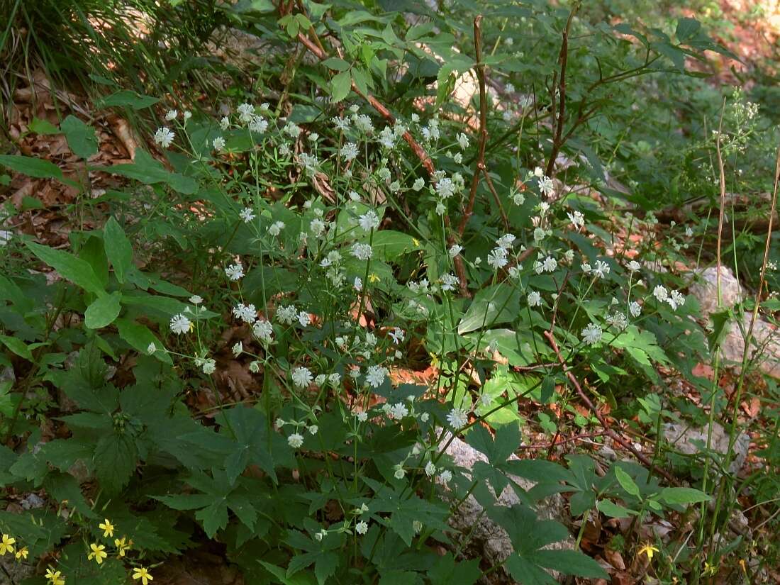 Imagem de Astrantia carniolica Jacq.