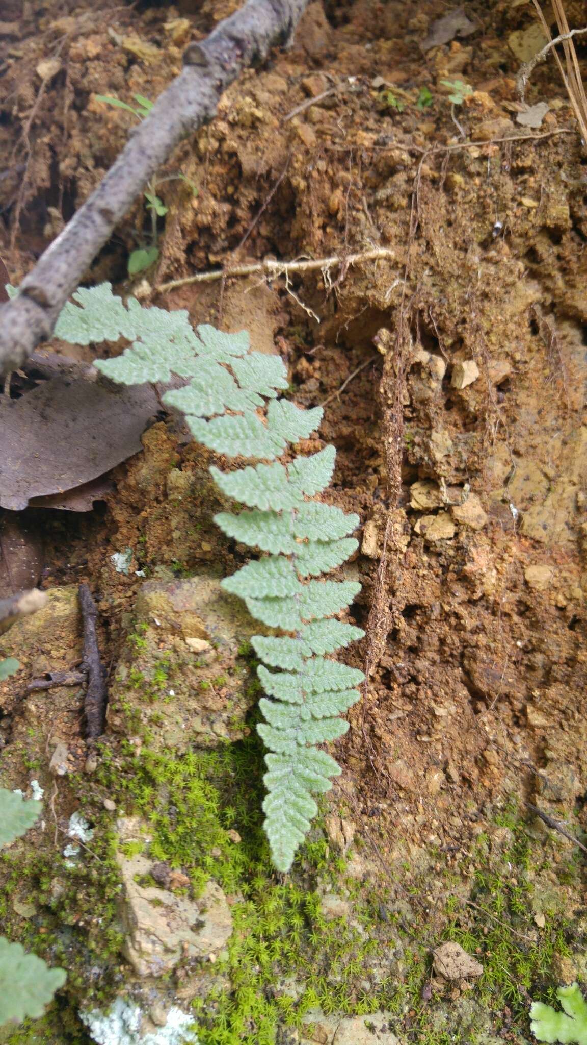 Image de Myriopteris tomentosa (Link) Fée