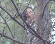 Image of Red-breasted Sparrowhawk