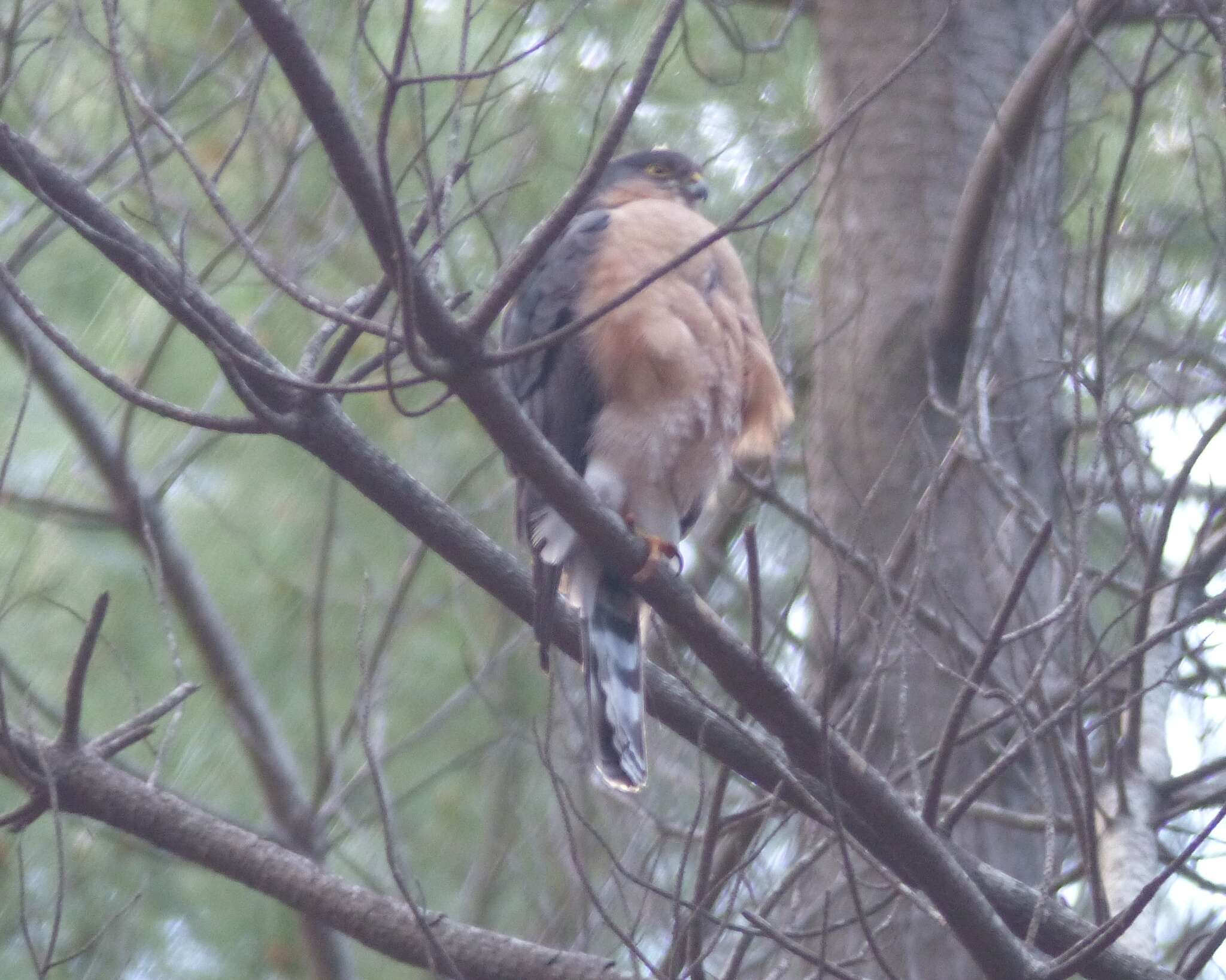 Image of Red-breasted Sparrowhawk