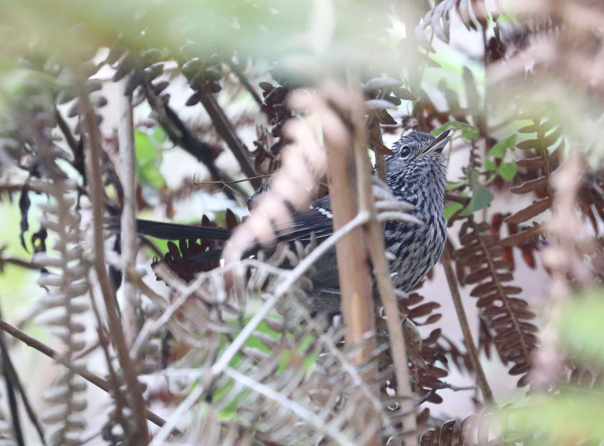 Image of Dusky-tailed Antbird