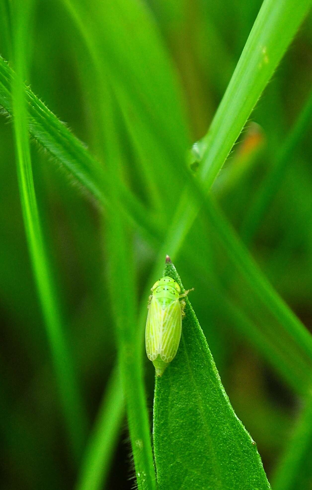 Plancia ëd Graphocraerus