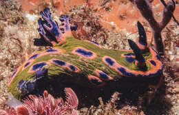 Image de Nembrotha rosannulata Pola, Cervera & Gosliner 2008