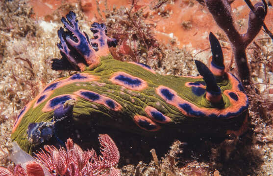 Image of Nembrotha rosannulata Pola, Cervera & Gosliner 2008