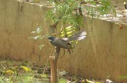 Image of White-spotted Fantail