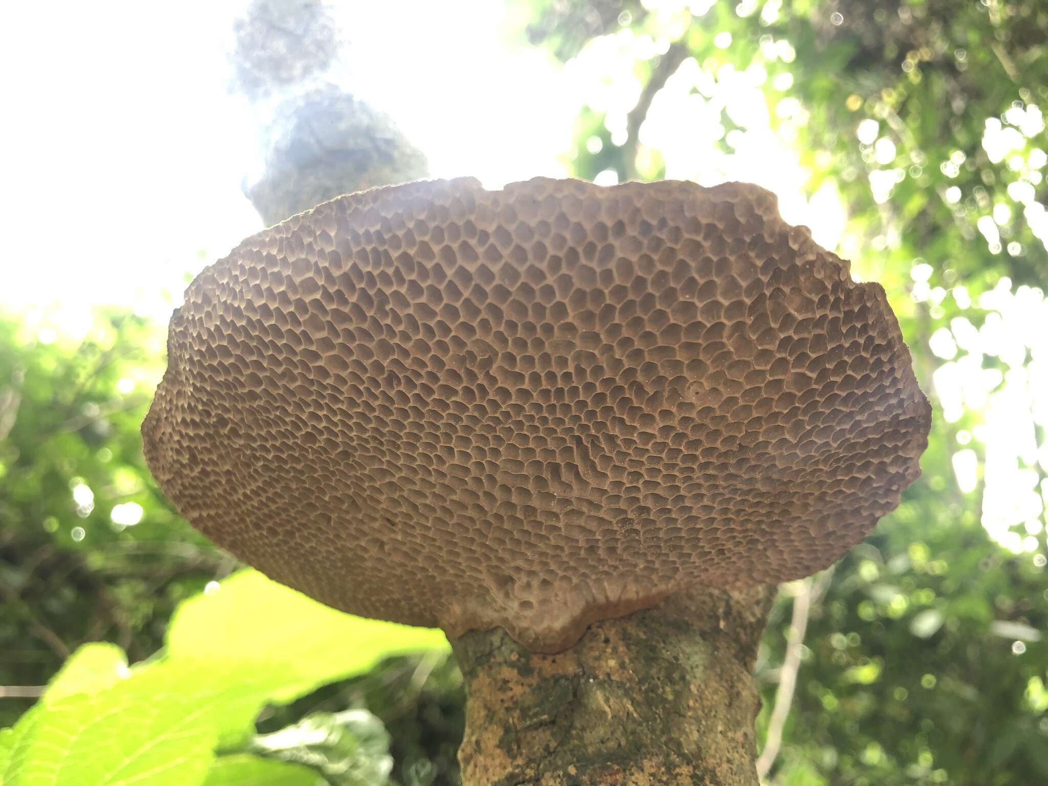 Sivun Trametes apiaria (Pers.) Zmitr., Wasser & Ezhov 2012 kuva