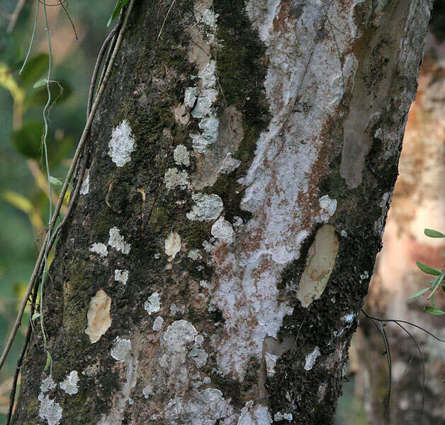 Plancia ëd Phyllanthus emblica L.