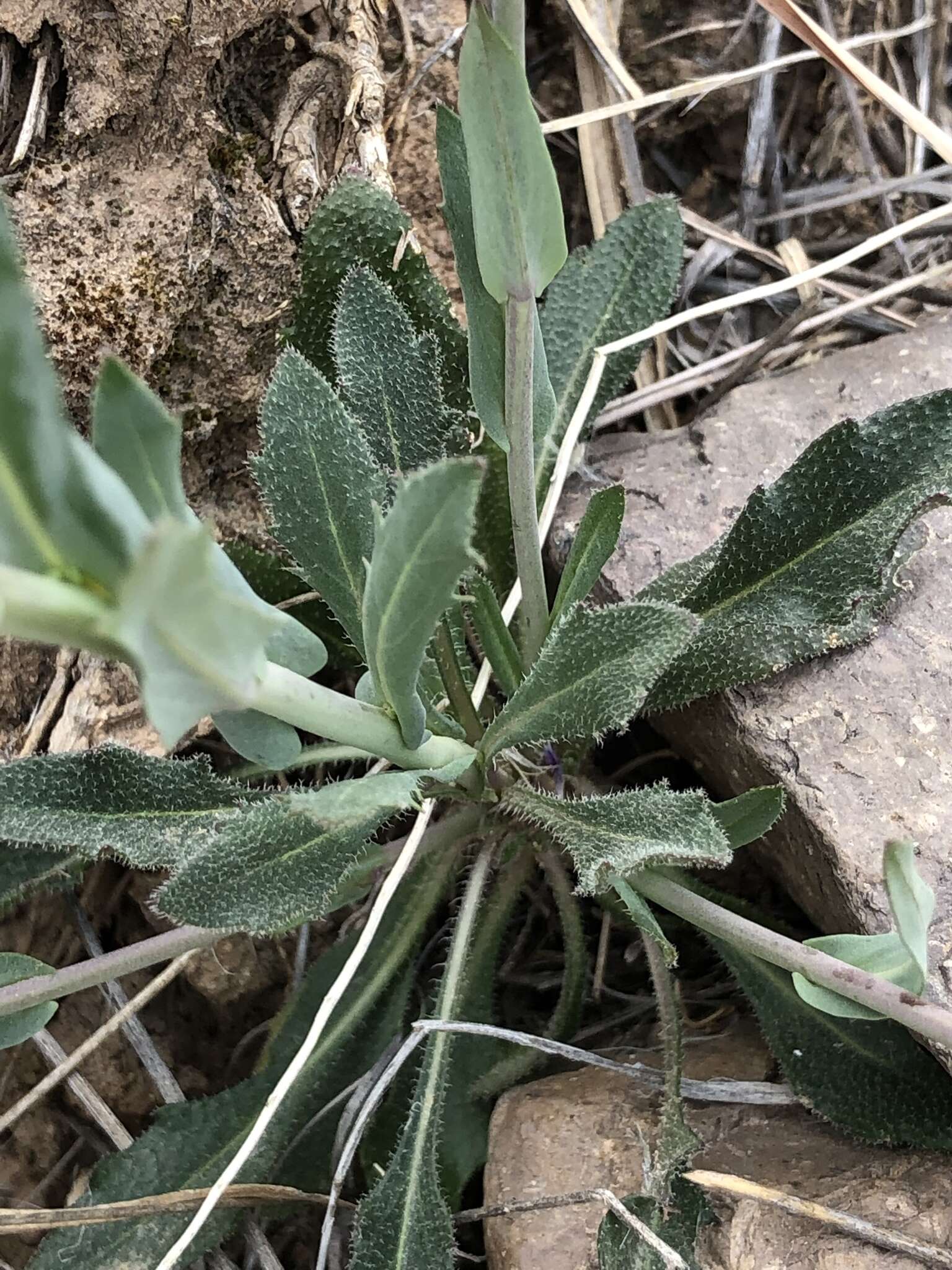 Image of Boechera porphyrea (Wooton & Standl.) Windham, Al-Shehbaz & P. Alexander