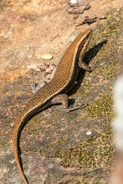 Image of Eutropis austini Batuwita 2016