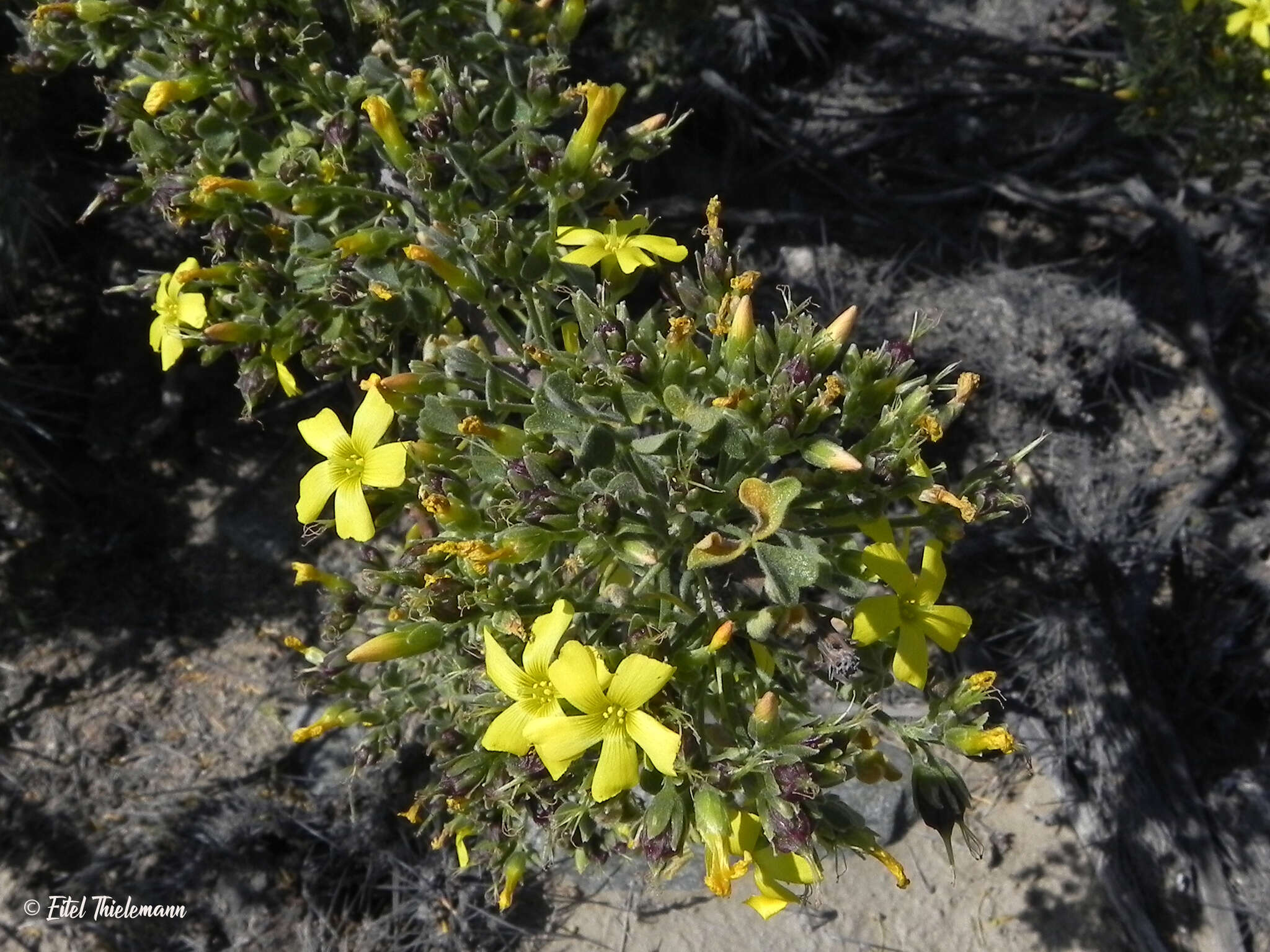 Sivun Oxalis virgosa Molina kuva