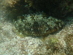 Image of Loosetooth parrotfish