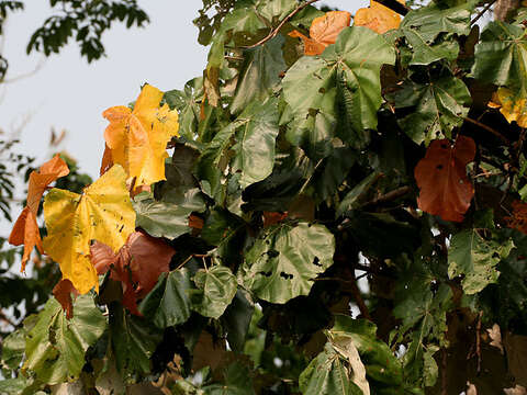 Image of Pterospermum acerifolium (L.) Willd.