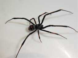 Image of Northern Black Widow