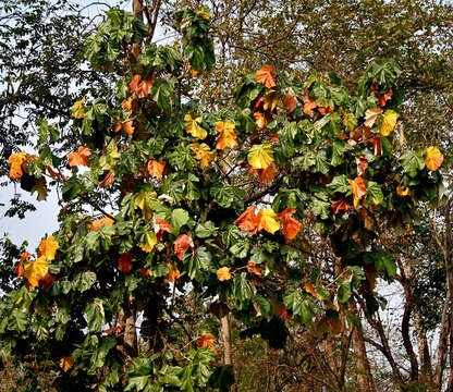 Image of Pterospermum acerifolium (L.) Willd.