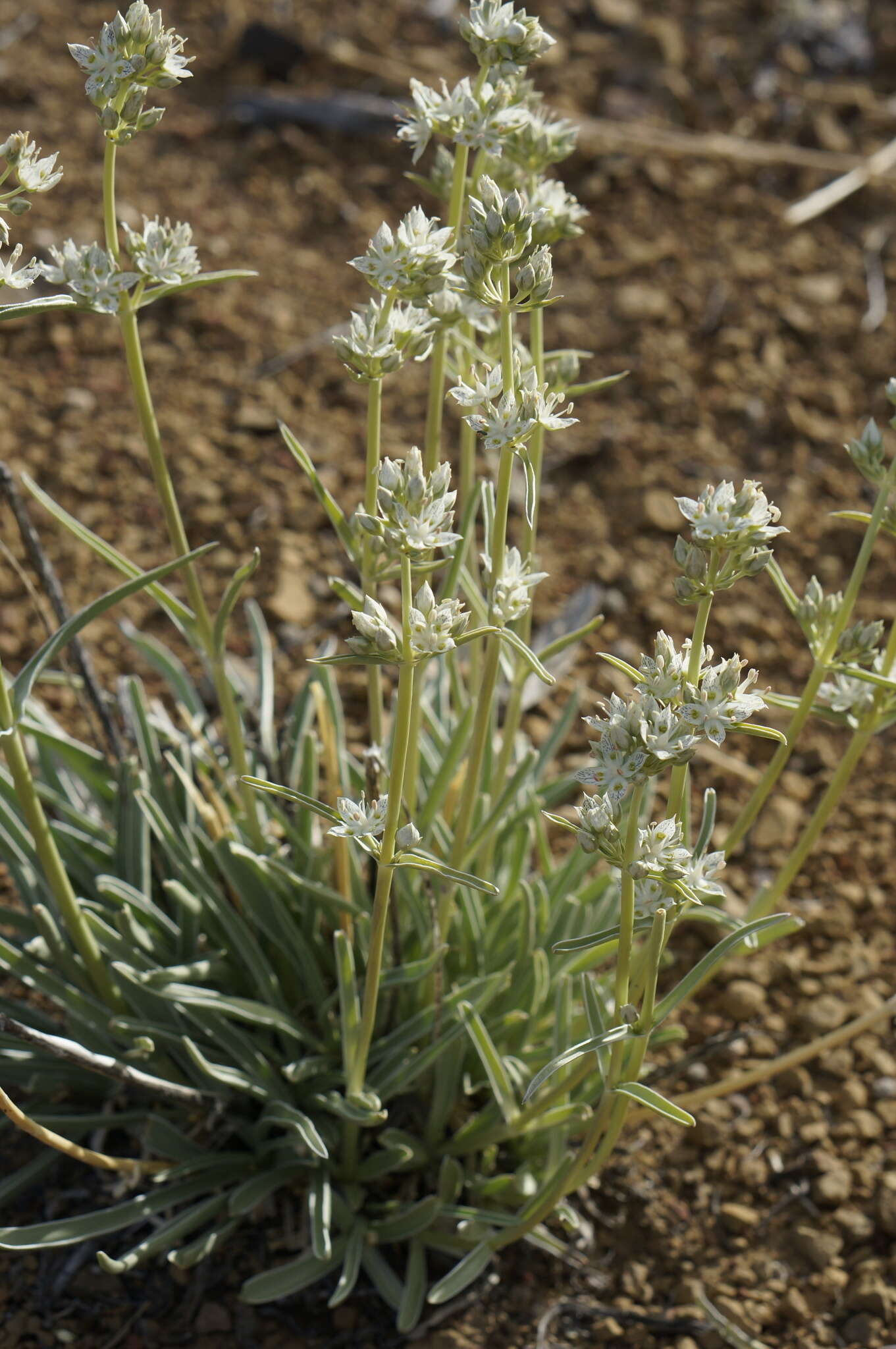 Image of pine green gentian