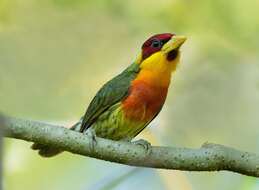 Image of Lemon-throated Barbet