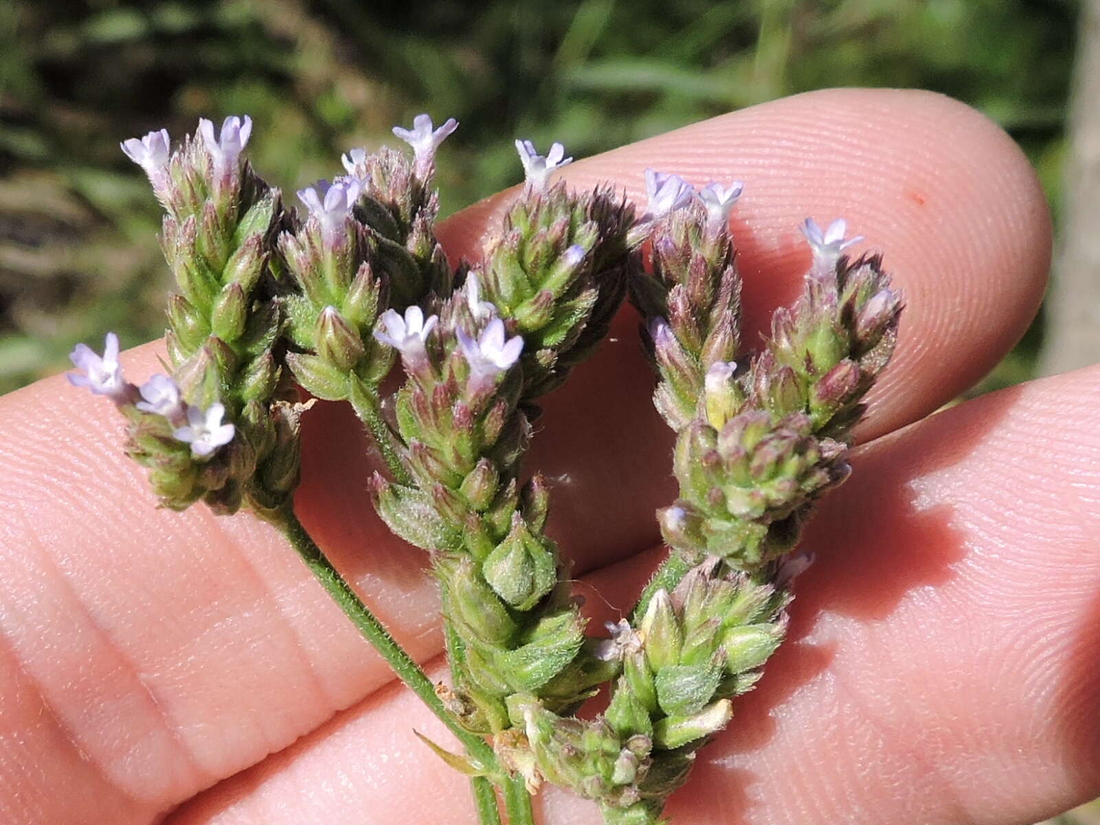 Image of Brazilian vervain