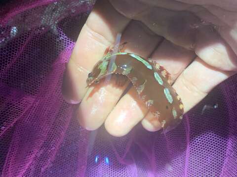 Image of Crevice Kelpfish