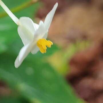 Слика од Begonia retusa O. E. Schulz