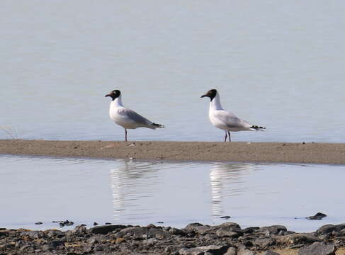 Image of Relict Gull