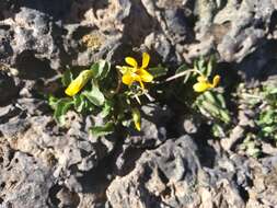 Image of Chilean yellow violet