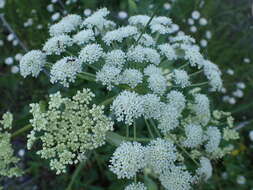 Image of Lyall's angelica