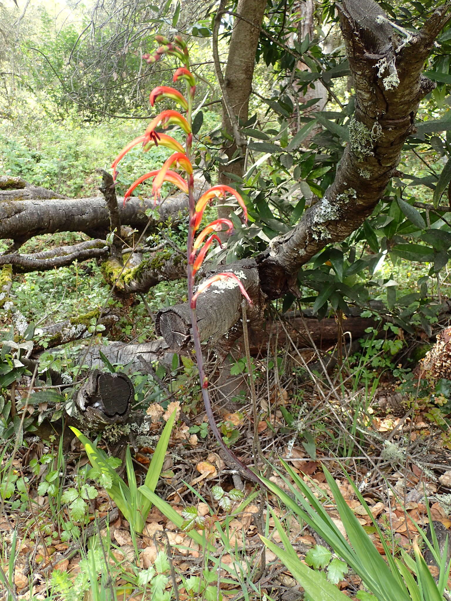 Image of Chasmanthe bicolor (Gasp.) N. E. Br.