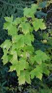 Image of Rocky Mountain maple