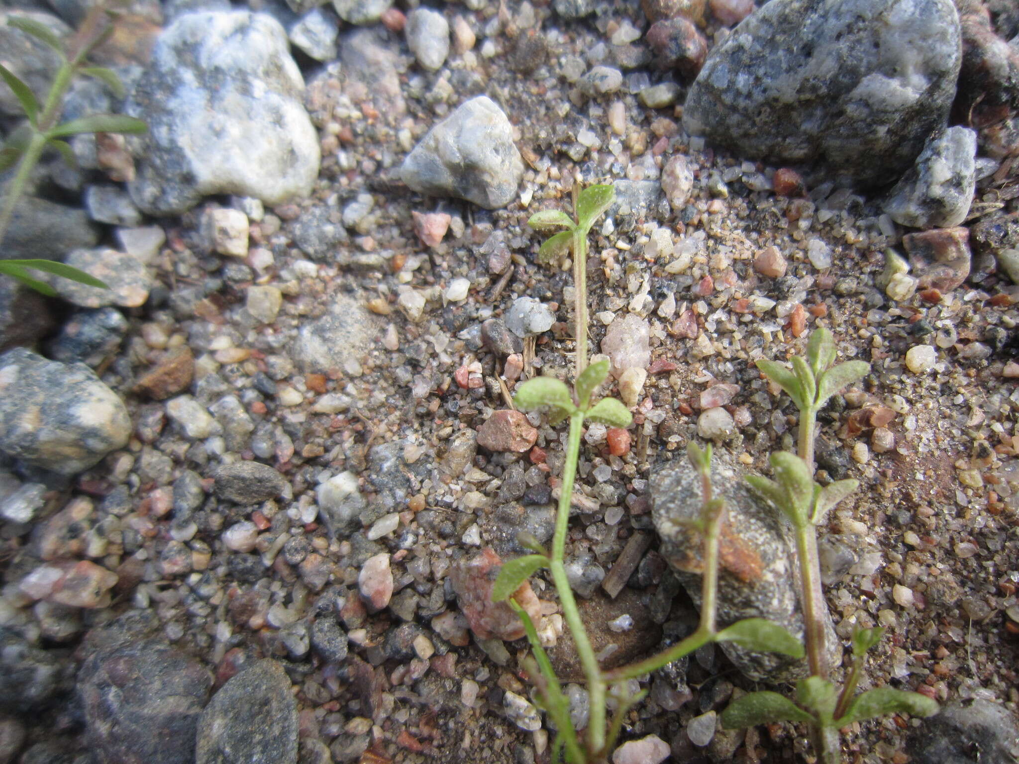 Image of Peronospora galii