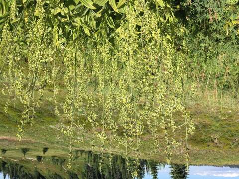 Слика од Veratrum viride Aiton