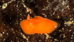 Image of Red sponge nudibranch