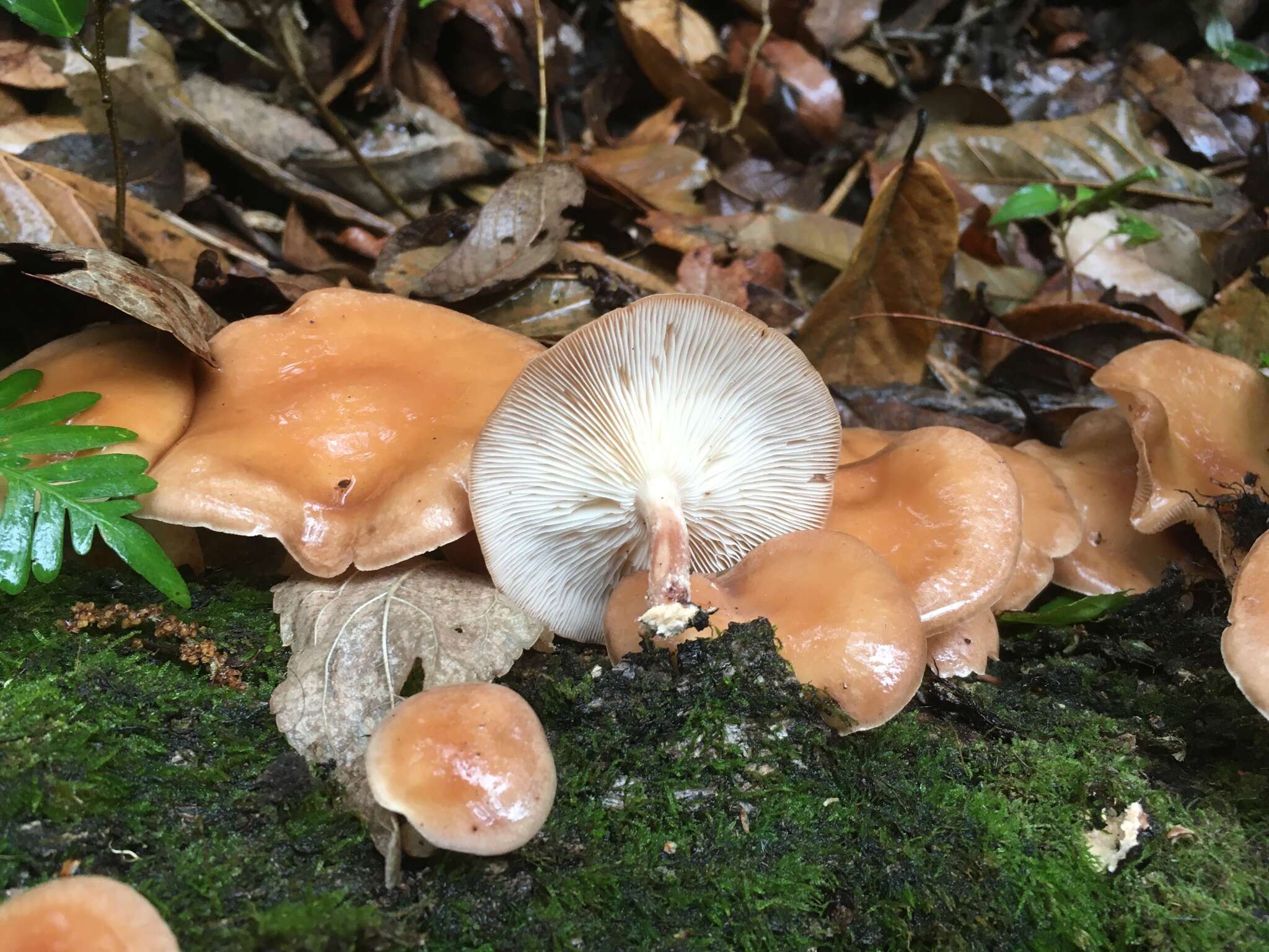 Plancia ëd Lentinula boryana (Berk. & Mont.) Pegler 1976