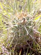 Image of Coryphantha clavata subsp. stipitata (Scheidw.) Dicht & A. Lüthy