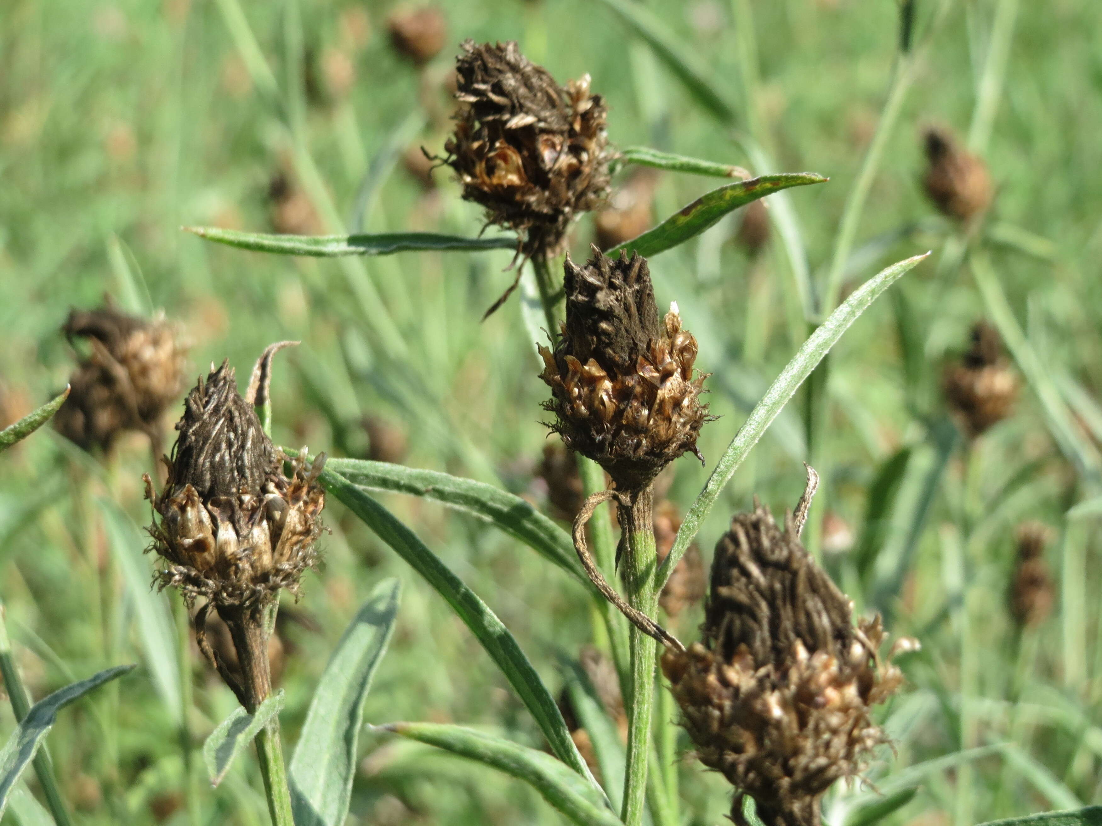 Image of brown knapweed