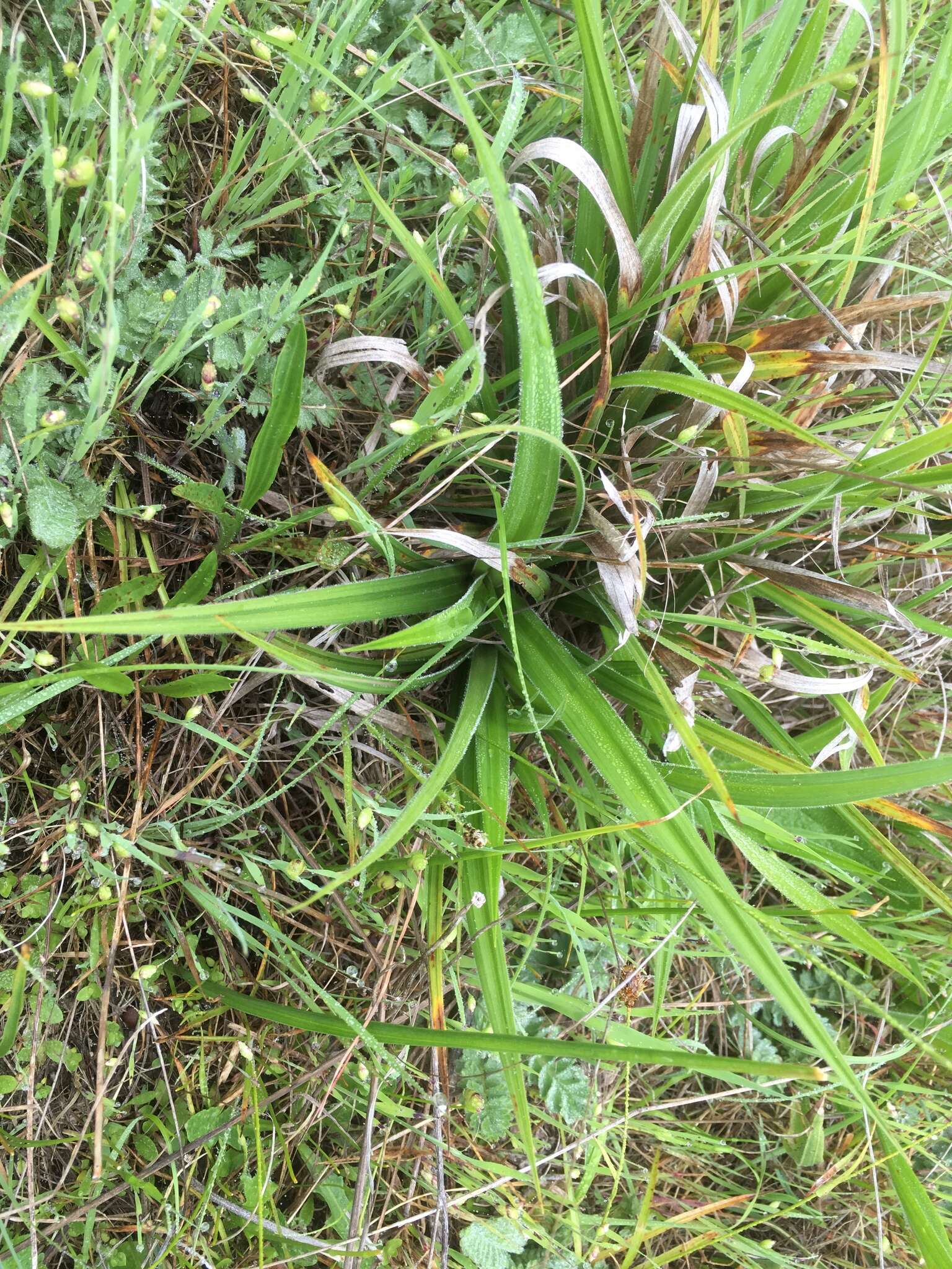 Image of Olney's Hairy Sedge