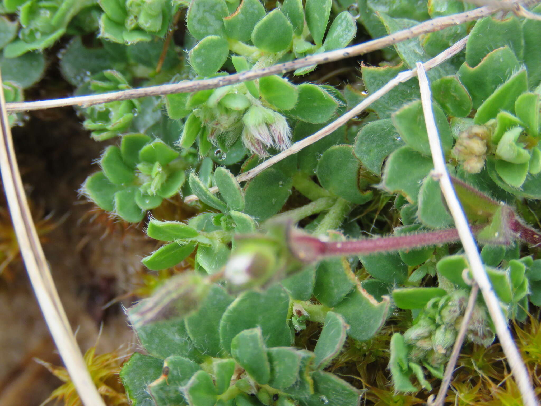 Image of fourstamen chickweed