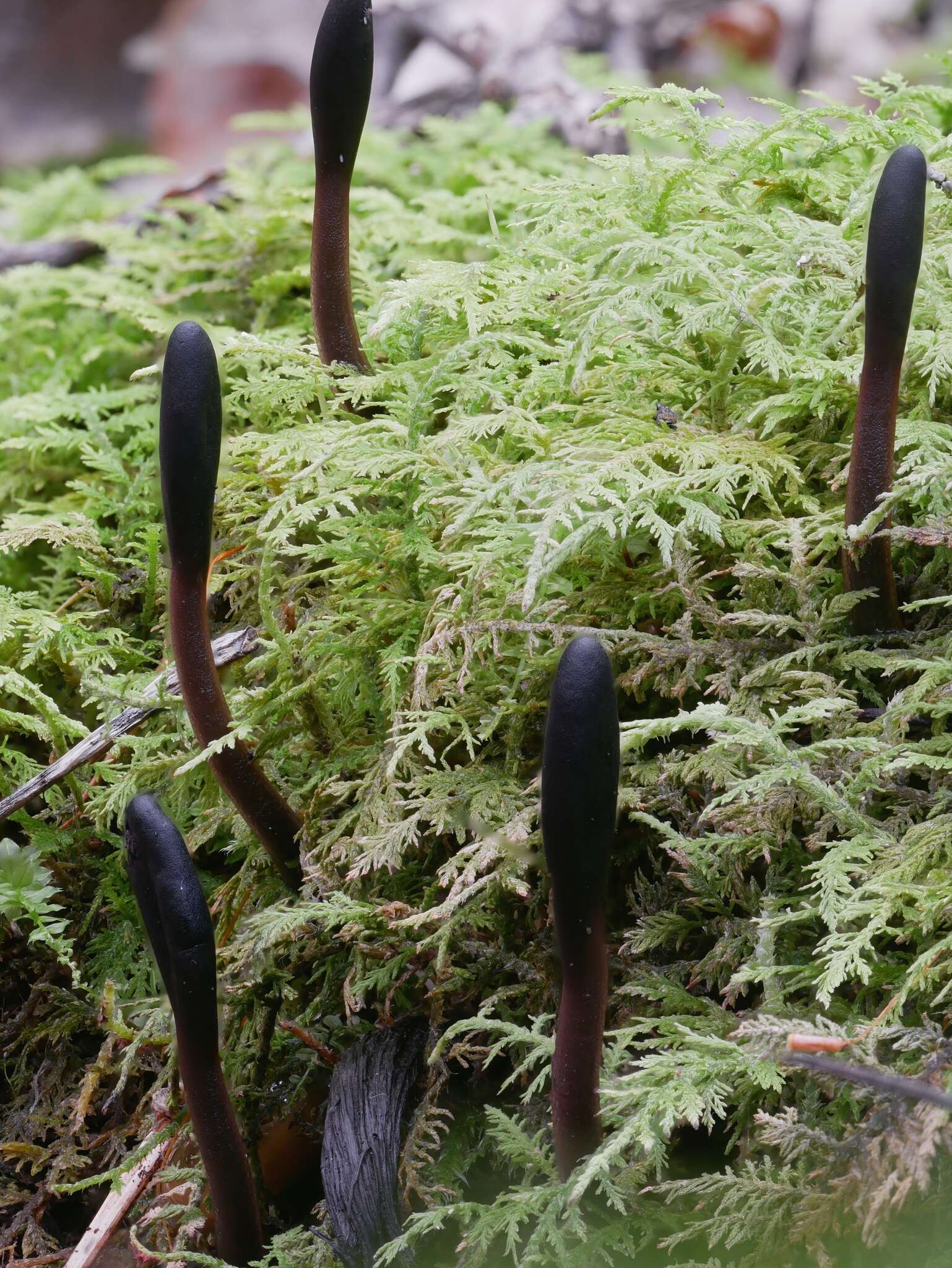 Image de Glutinoglossum orientale Fedosova, E. S. Popov & A. V. Alexandrova