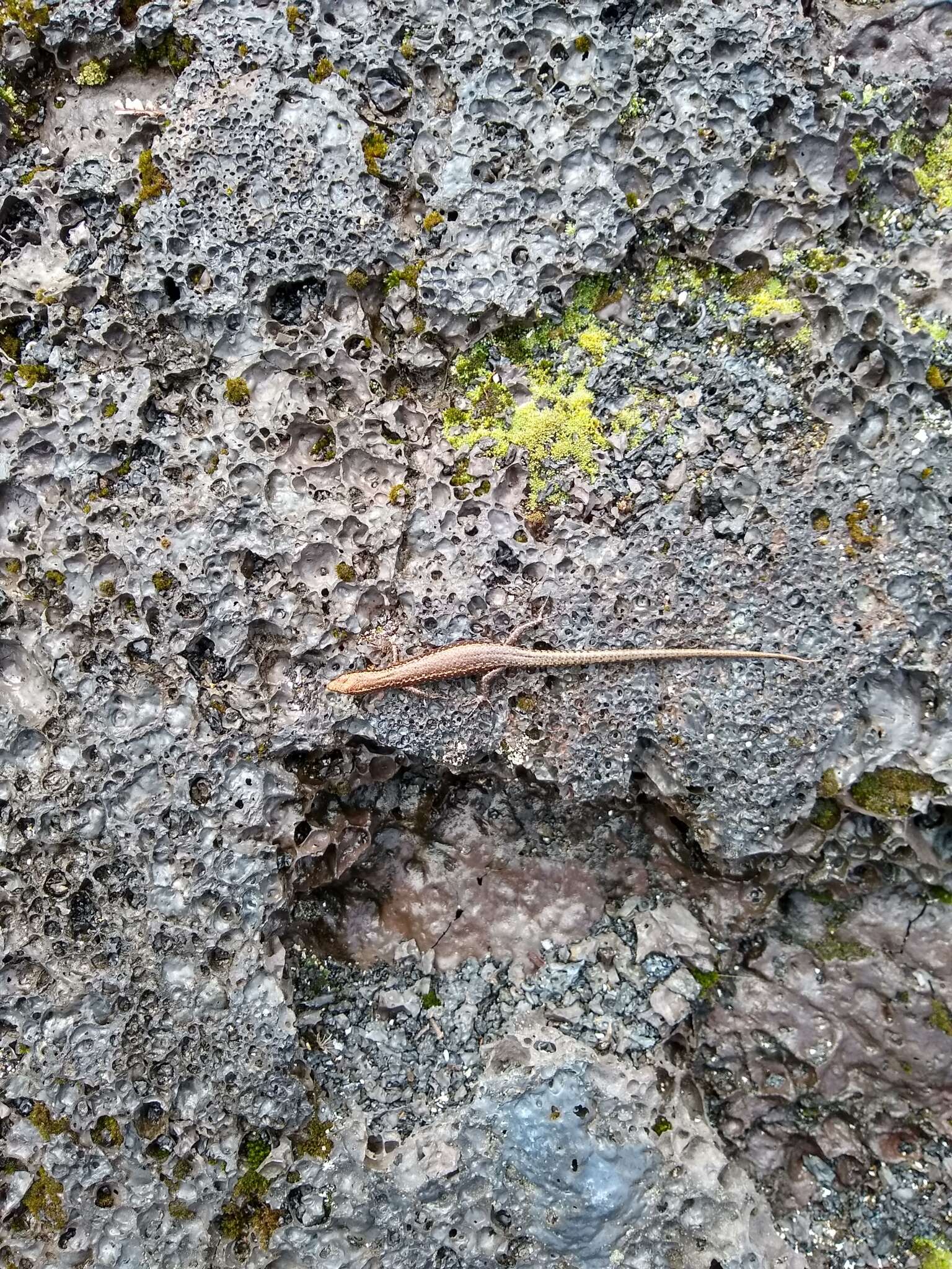 Image of Mottled Snake-eyed Skink