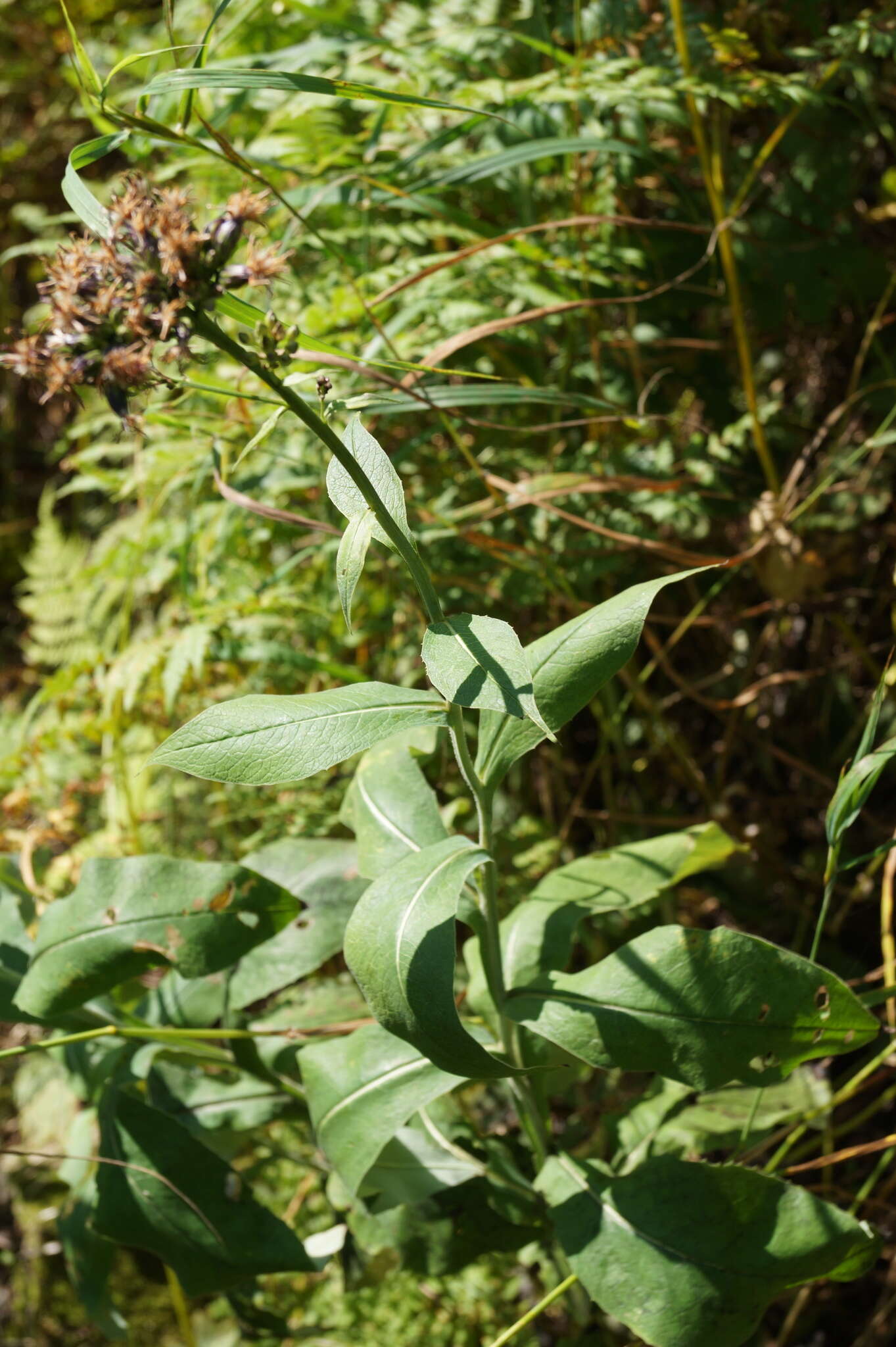 Saussurea latifolia Ledeb. resmi