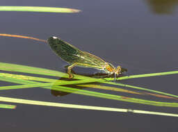 Image of Calopteryx splendens ancilla Sélys 1887