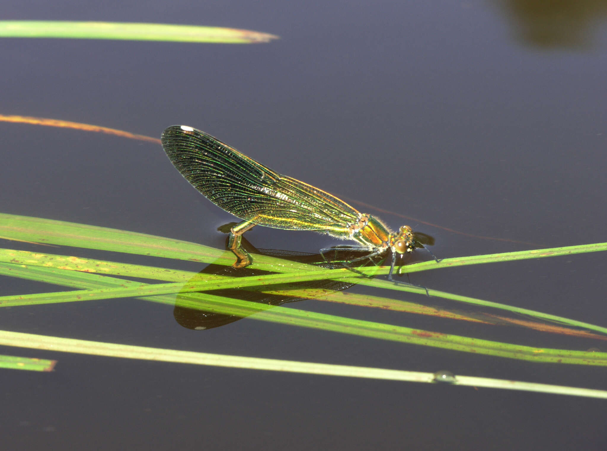 Image of Calopteryx splendens ancilla Sélys 1887