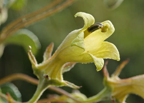 Imagem de Siphocampylus affinis (Mirb.) McVaugh