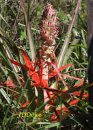 Image of Bromelia balansae Mez