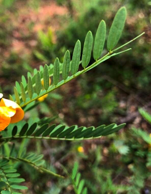 صورة <i>Senna coronilloides</i>