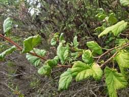 Image of Ribes punctatum Ruiz & Pav.