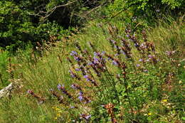 Image of Salvia tomentosa Mill.