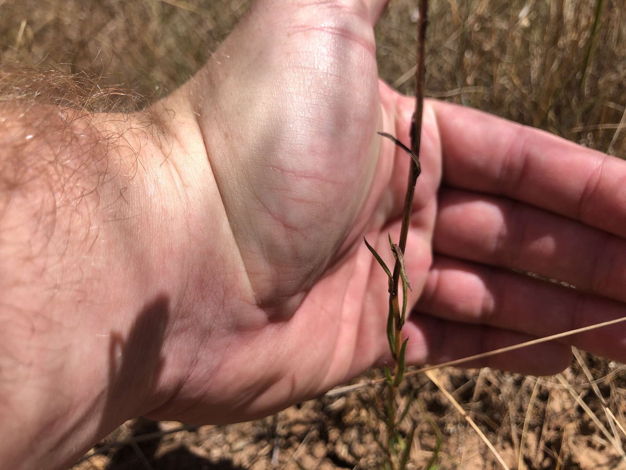 Image of Podolepis linearifolia