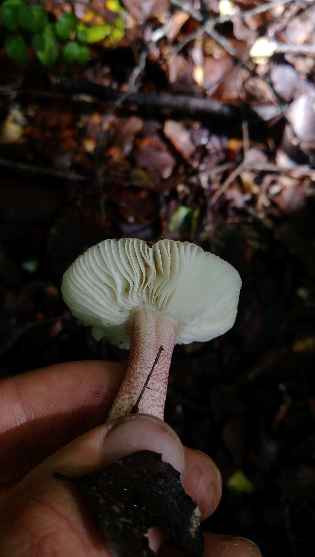 Image of Russula atroviridis Buyck 1990