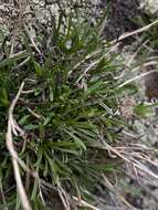 Image of sand fleabane