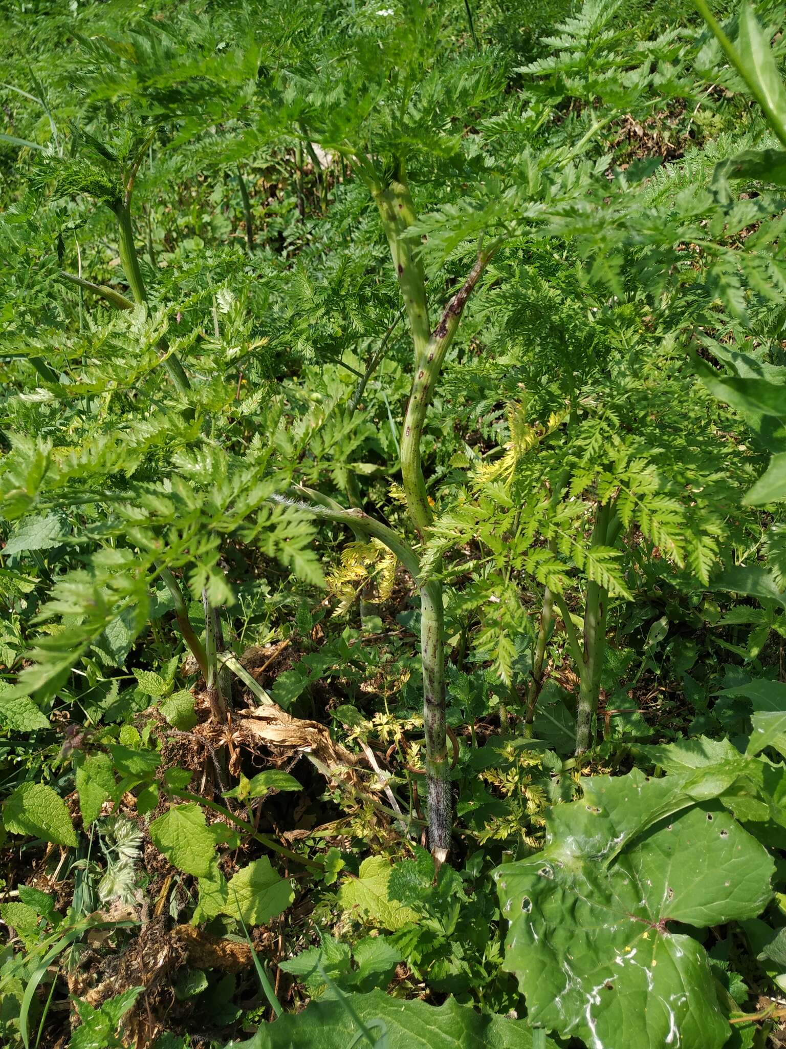 Image of bulbous chervil